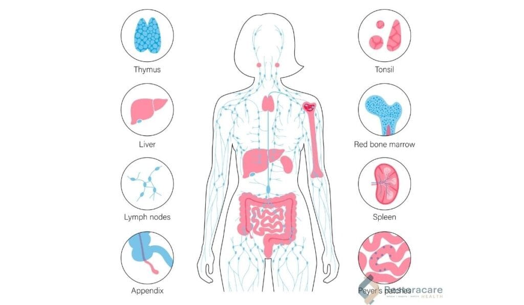 The Science Behind Lymphatic Function